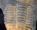 Hoekaspis megacantha (LEANZA 1941) - Bild &copy; FossNet FossilienStore